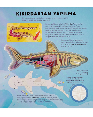 Köpek Balığı Kitabı - Megakids Yayıncılık