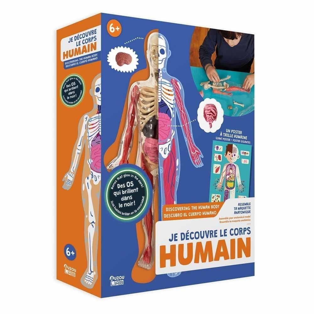 Auzou Toys - İnsan Vücudunu Keşfediyorum Poster -Model ve Kitap