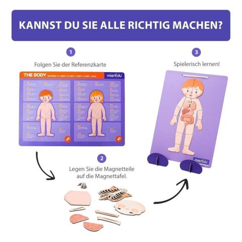 mierEdu - Manyetik Tablet - İnsan Anatomisi