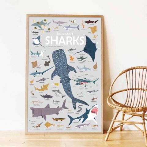 Discovery Sharks